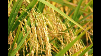 东北收粮季节是几月份